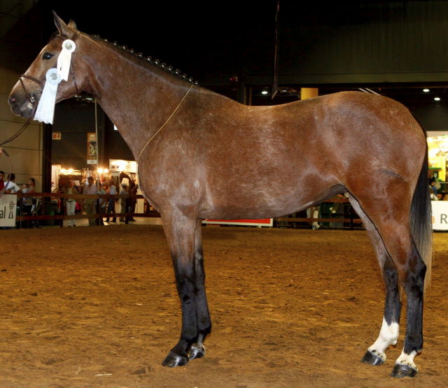 Tatabra Tropicana - Reserve Grand Champion