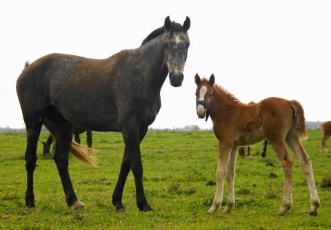 Tatabra Quimera & Foal